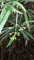 Image of Psychotria armandii