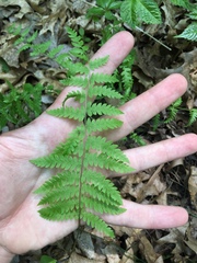 Thelypteris palustris pubescens