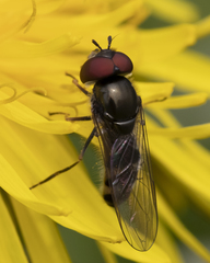 Platycheirus obscurus