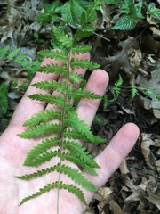 Thelypteris palustris pubescens