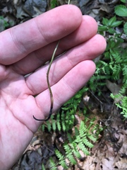 Thelypteris palustris pubescens