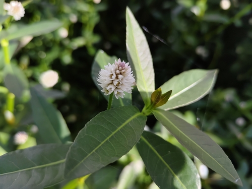 Alligatorweed