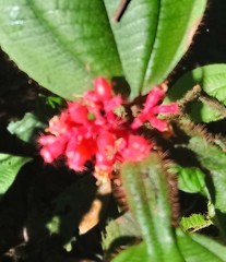 Miconia caquetana