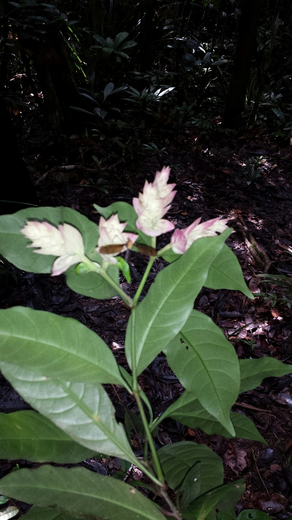 Hypoestes multispicata