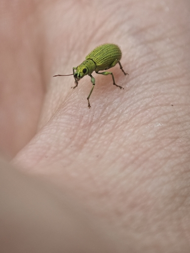 Eumyllocerus sectator