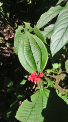 Miconia caquetana
