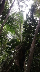 Dypsis