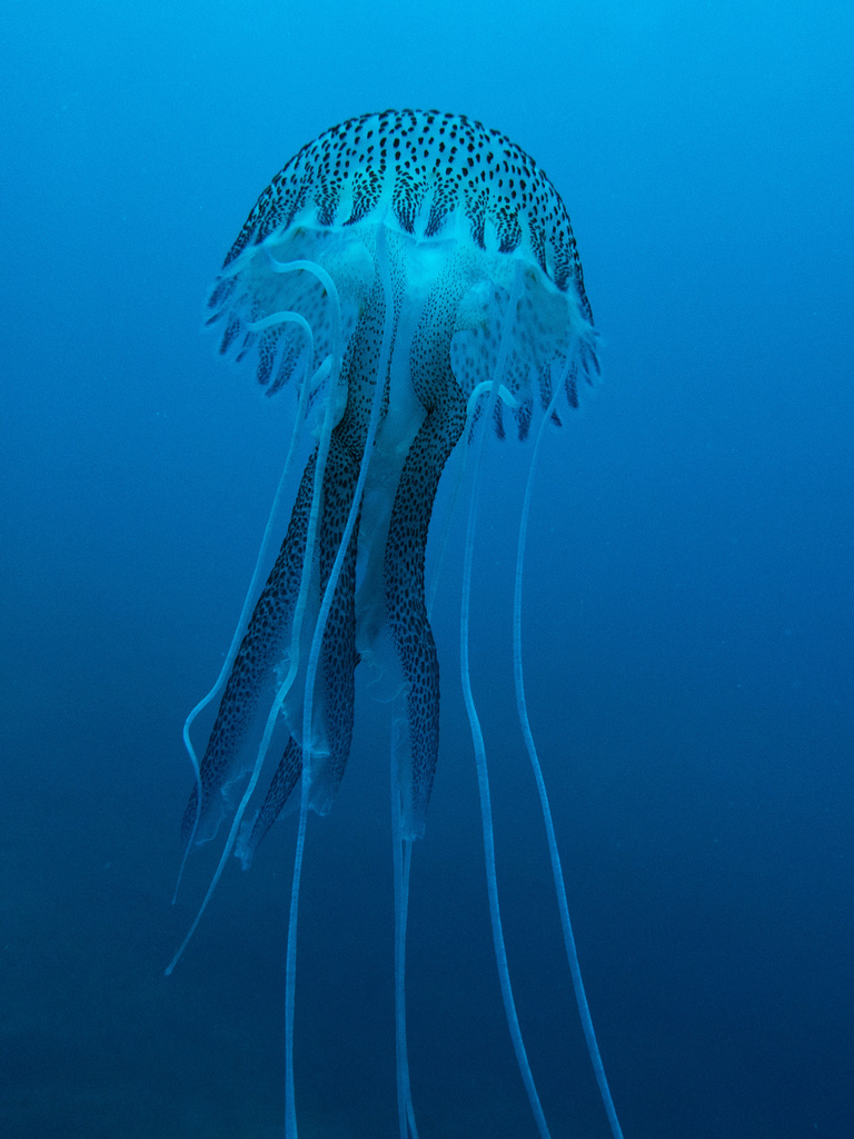 Photo of Mauve stinger (Pelagia noctiluca)