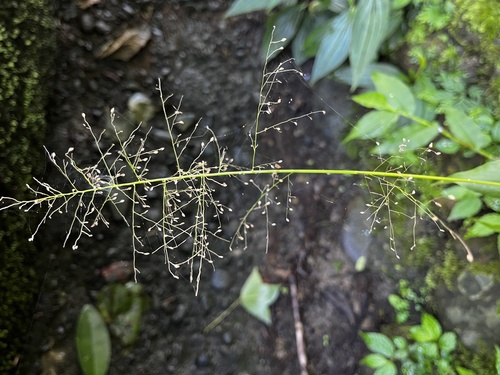 Image of Panicum brevifolium by (c) 黃美滿, some rights reserved (CC BY)