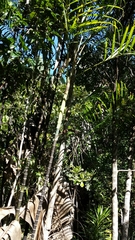 Dypsis psammophila