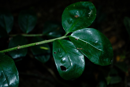 Foto de Zamioculcas