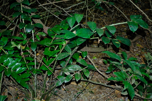 Foto de Zamioculcas