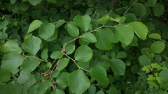Styrax grandifolius