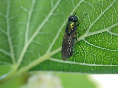 Chloromyia