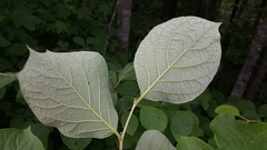 Styrax grandifolius