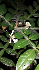 Colea