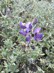 Lupinus chamissonis