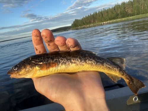 Navaga Fish Navaga (Eleginus nawaga) · iNaturalist United Kingdom
