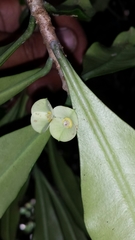 Euphorbia thouarsiana