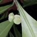 Euphorbia thouarsiana - Photo (c) Landy Rita, some rights reserved (CC BY-NC), uploaded by Landy Rita