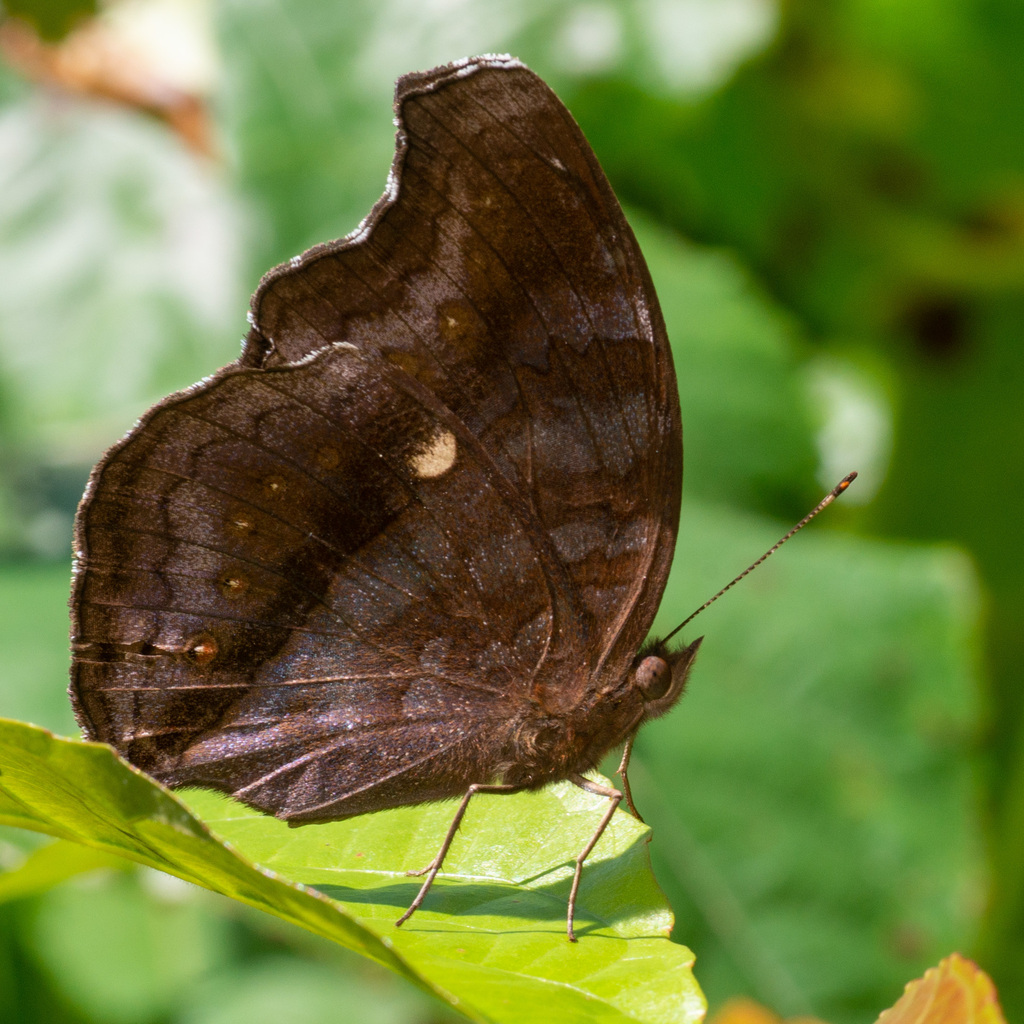 Junonia intermedia