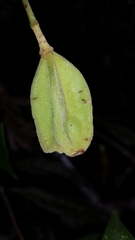 Nesogordonia crassipes