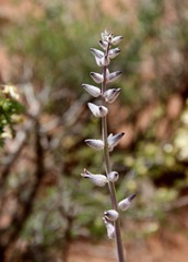 Caulanthus crassicaulis