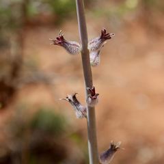 Caulanthus crassicaulis