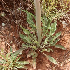 Caulanthus crassicaulis