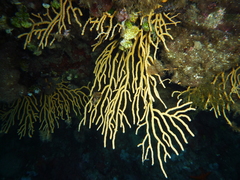 Yellow Gorgonian