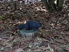 Sciurus carolinensis