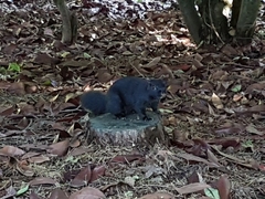 Sciurus carolinensis