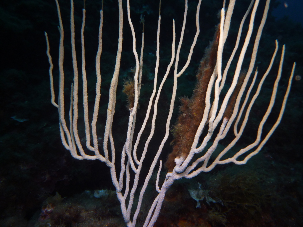 Photo of White gorgonian (Eunicella singularis)