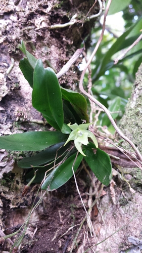 Aeranthes laxiflora Schltr. 2