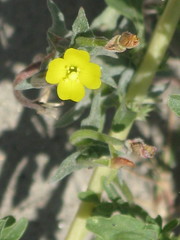 Onagraceae