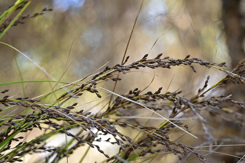 Image of Gahnia setifolia by (c) Christopher Stephens, some rights reserved (CC BY-SA)