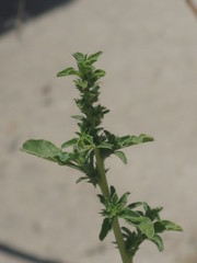 Onagraceae