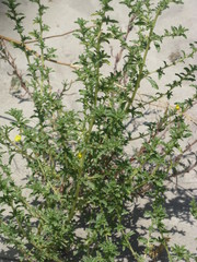 Onagraceae