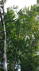 Dypsis psammophila