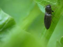 Agriotes