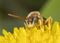 Nomada imbricata