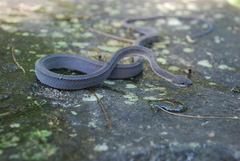 Xenodermus javanicus