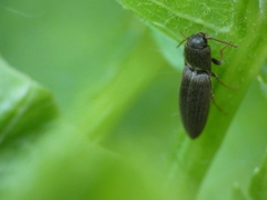 Agriotes