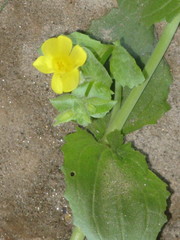 Angiospermae