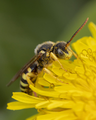 Nomada imbricata