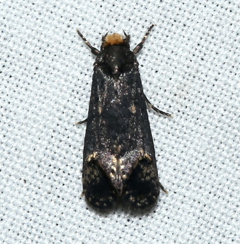 Pelecystola nearctica photo 3