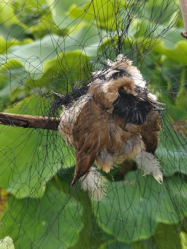 Brown-breasted Bulbul