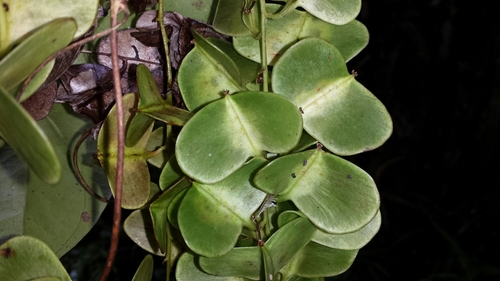 Dioscorea arcuatinervis