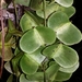 Dioscorea arcuatinervis - Photo (c) Landy Rita,  זכויות יוצרים חלקיות (CC BY-NC), הועלה על ידי Landy Rita