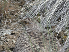 Dendragapus obscurus